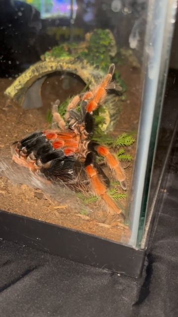 Foreleg tarantula molting смотреть онлайн
