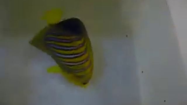 Greedy Regal Angelfish 貪食毛巾 смотреть онлайн