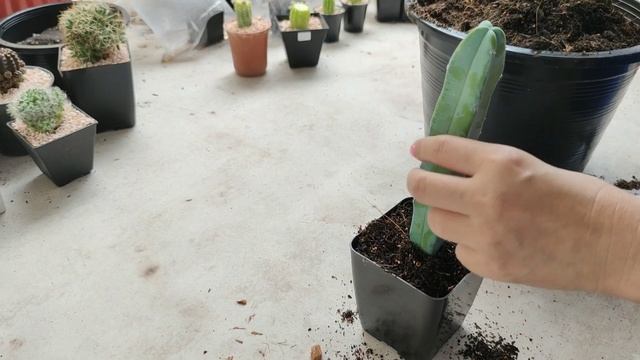 วิธีปลูกตอบลูแบบไม่ให้เน่า ปลูกยังไงให้รอด? смотреть онлайн