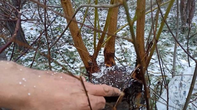 Резултати Част 2 . Под Кора Нектарина на Джанка и изводи. смотреть онлайн