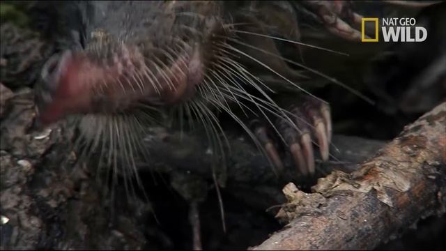 Le desman de Russie, animal hors du commun смотреть онлайн