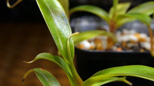 食虫植物栽培日記 Nepenthes jamban＃2《ネペンテス》 смотреть онлайн