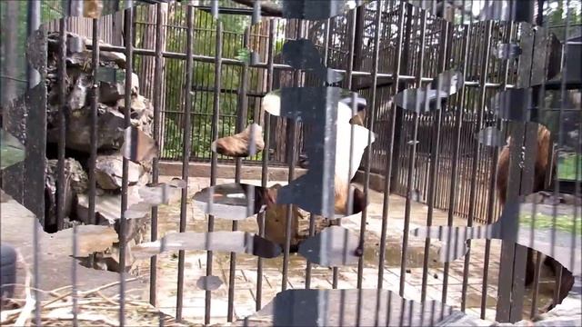 Мишки в ожидании завтрака 29.06.18 смотреть онлайн