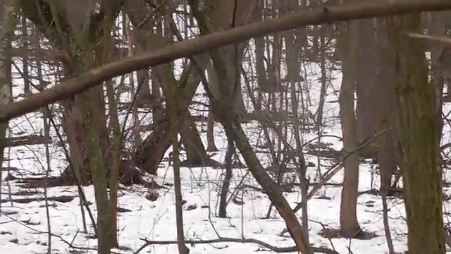 В лесу .Привет, ну как твой день прошел? смотреть онлайн