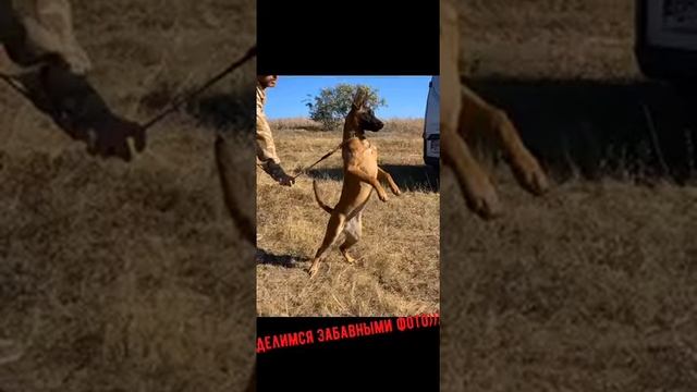 K9elizarov смотреть онлайн