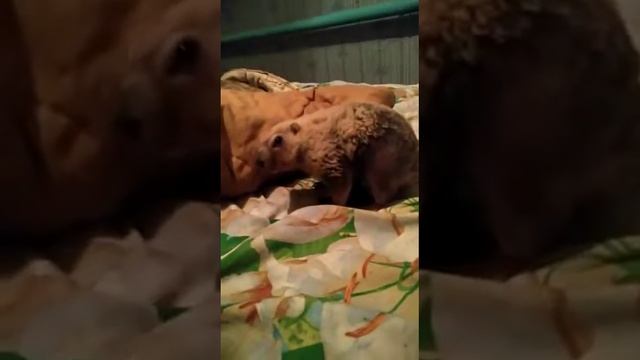 ДЕНЬ СУРКА!!!!откормленный и довольный.Groundhog Day смотреть онлайн