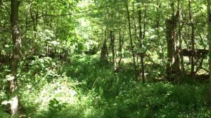 Гуляю по заросшей тропинке в весеннем лесу под пение птиц