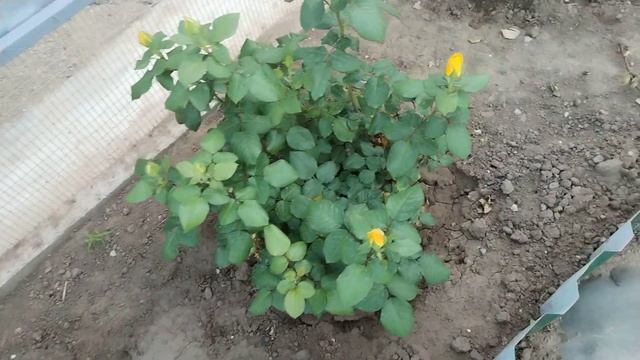 Мой любимый огород смотреть онлайн