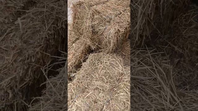 Проверяем на сене тюковый пресс Claas Markant 50 перед продажей.