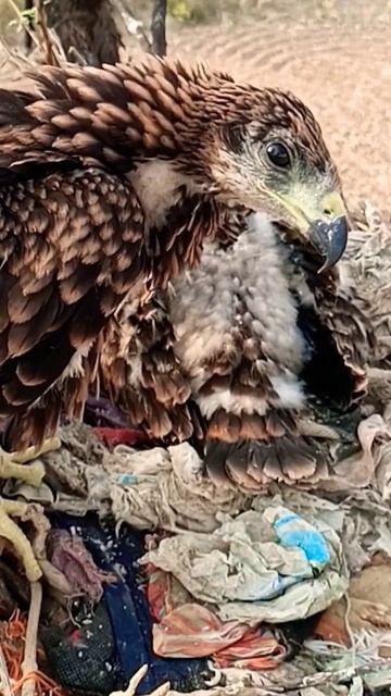 city birds chicks#shorts смотреть онлайн