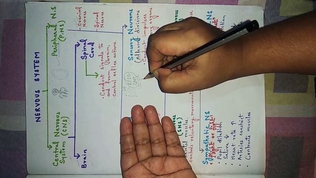 Class 10 | Control and Coordination | Nervous System classification | Part 5 смотреть онлайн