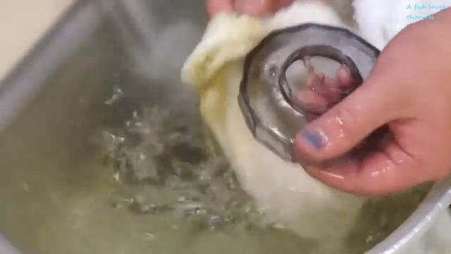 Monster fish tank feeding- Tank cleaning Asian Arowana, oscar,bichir, alligator gar смотреть онлайн