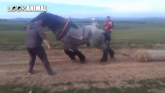 Duneodagi eng katta va kuchli otlar.Самый сильный лошади в мире .Енг катта ва кучли отлар смотреть онлайн