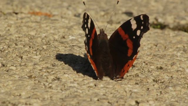 Red admiral - Vanessa atalanta - პეპელა ადმირალი смотреть онлайн