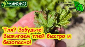 ТЛЯ ОСЫПАЕТСЯ ГРАДОМ С КУСТОВ и ДЕРЕВЬЕВ! Выжигаем тлю без химии. Тля не вернется в сад.