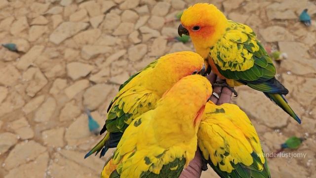 Celebrating Nature | Exploring Virgin Earth Exotic Bird Park in Ooty | Virgin Earth | Ooty | 4K смотреть онлайн