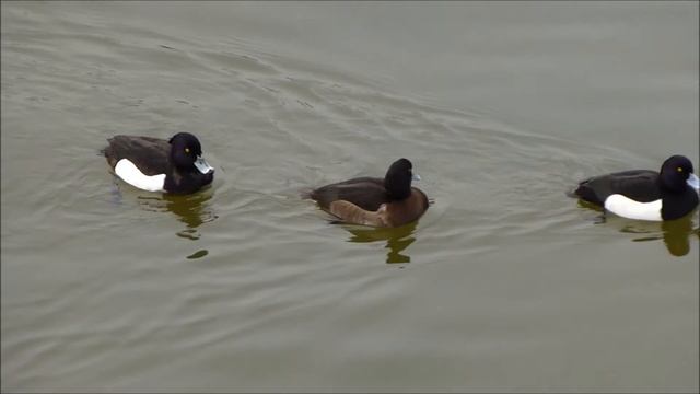 Third Wheel / Третий лишний #akspetr77 #akspetr смотреть онлайн