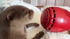 Выдры издают забавные звуки во время еды с помощью микрофона