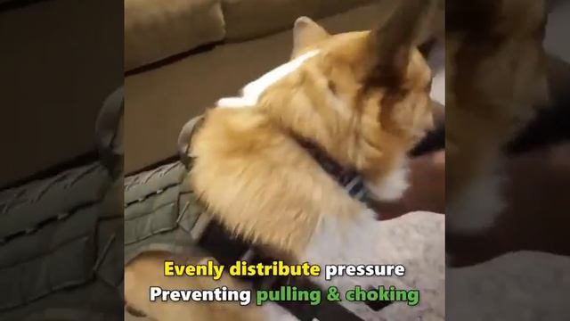 TACTICAL NO PULL DOG HARNESS смотреть онлайн