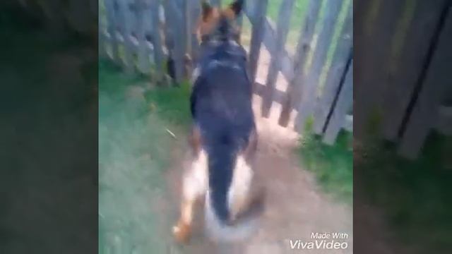 Моя собака Джесси смотреть онлайн