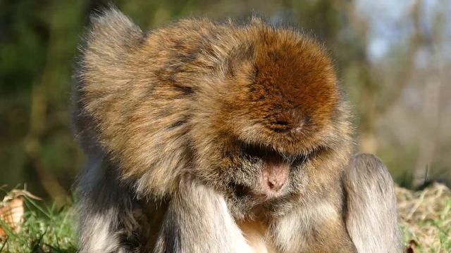 Большой МАКАК смотреть онлайн