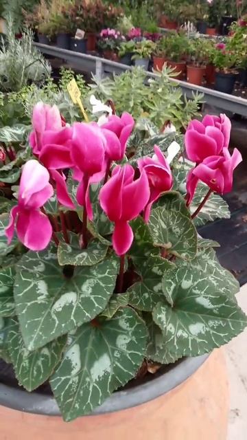 #ciclamen ❄️😍❄️😍❄️ Una Planta Que Le Gusta El Frió