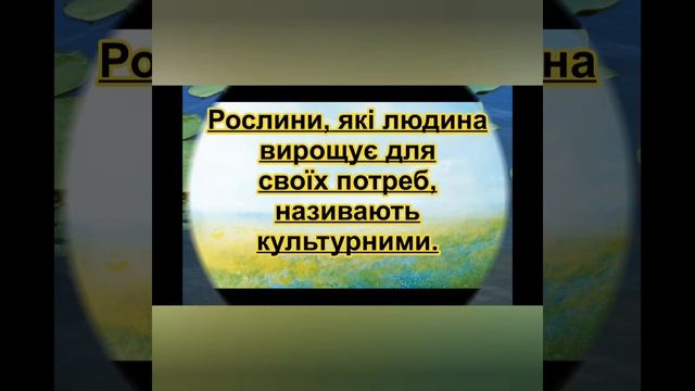 Тема заняття ,,Дикорослі та культурні рослини,, смотреть онлайн