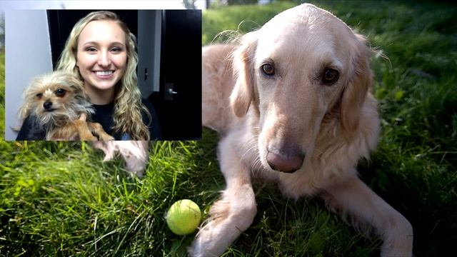 Keep Pets Safe in the Hot Weather, Safety Tips смотреть онлайн