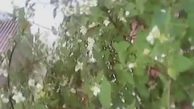 Растительный и животный мир смотреть онлайн