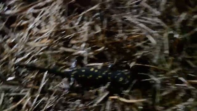 Missouri Salamander Migration 2021