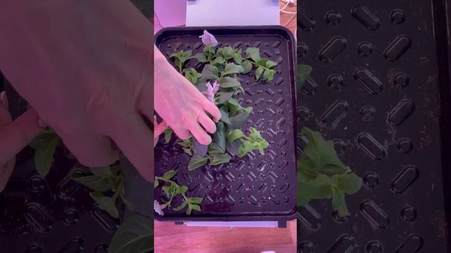 Стрижка петуний ✂️🌸 смотреть онлайн