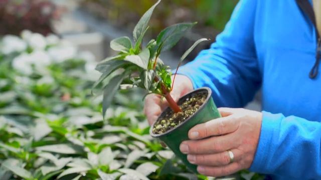 Greenhouse growing and marketability: Mid-spring Trial Garden Update смотреть онлайн