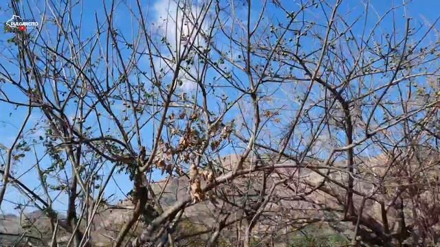 La linda vida, del cerro en El Salvador (Pinalito Santa Ana) смотреть онлайн