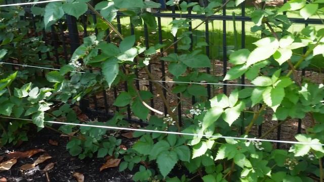 Raised Bed Organic Vegetable Garden Tour | May 2024 смотреть онлайн