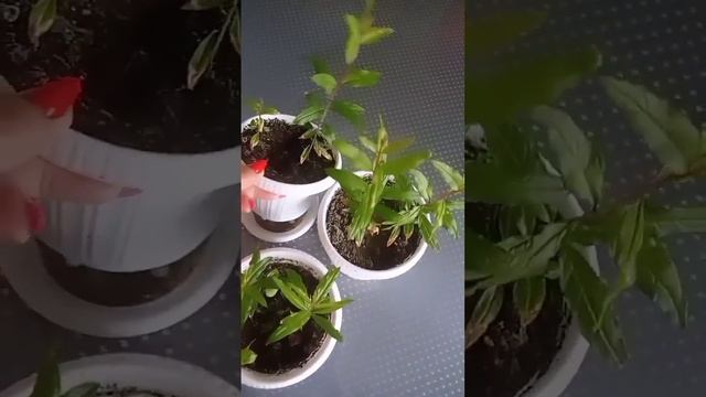 #огород #оранжерея #сад #дача #гранат #деревня #комнатныецветы#экзотическиефрукты#выращиваниегранат смотреть онлайн