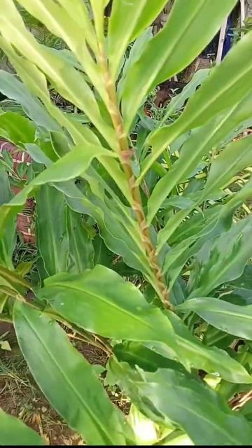 ginger flower смотреть онлайн