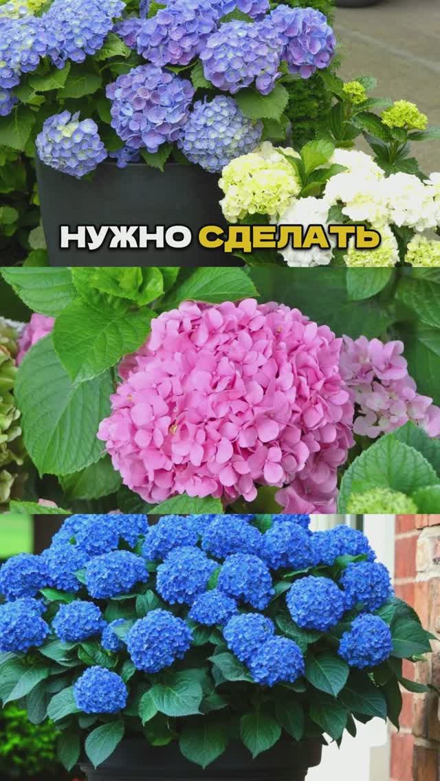 «Волшебная Таблетка» для Гортензий💊🌿 смотреть онлайн