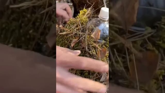 Сбор березового сока. смотреть онлайн