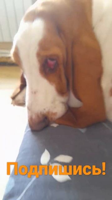 Привет,я на YouTube! Подпишись, если не трудно! Хозяин даст мне косточку! смотреть онлайн