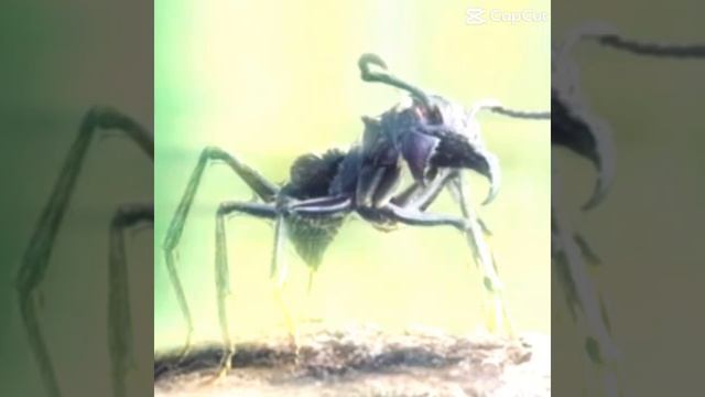 Bullet ant edit #edit #insects #music #ants #animals #spider смотреть онлайн