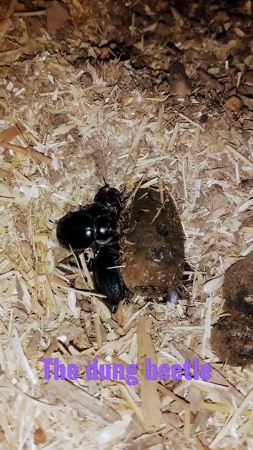 The beetle, playing with dung, loves it despite the dark darkness, as it is in constant activity смотреть онлайн