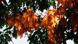 Снятие Блоков и Зажимов Глазной Области - Расслабление Глазных Мышц*Саблиминал