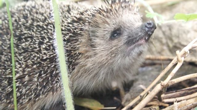 Ёж в нашем саду смотреть онлайн