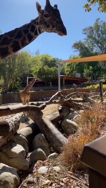 Look how close the giraffe was to us we gave it a leaf and a Random lady said they don’t eat that смотреть онлайн