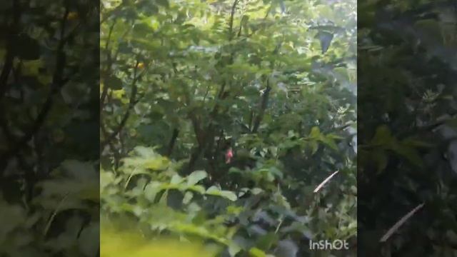 Curry Leaves Cultivation Tips смотреть онлайн