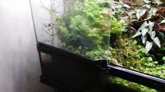 超活潑的吸血鬼蟹！黃眼吸血鬼蟹 Geosesarma Dennerle Vampir Paludarium смотреть онлайн