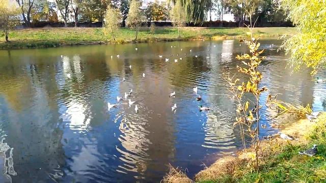 Парк победы киев октябрь смотреть онлайн