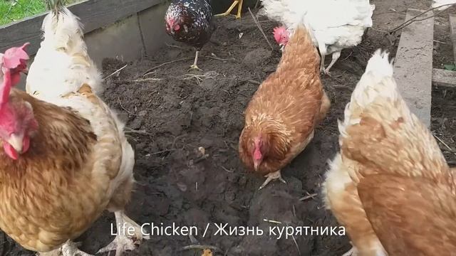 Насекомые для куриц как добавка смотреть онлайн