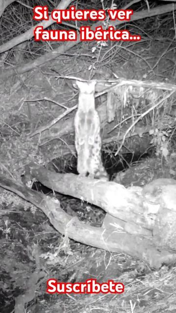 Gineta se yergue sobre sus patas traseras para observar. смотреть онлайн
