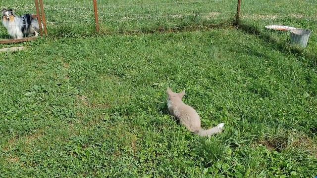 Лис Квант помогает убирать в лисятнике. Играет с лисами Лесей и Йошей смотреть онлайн